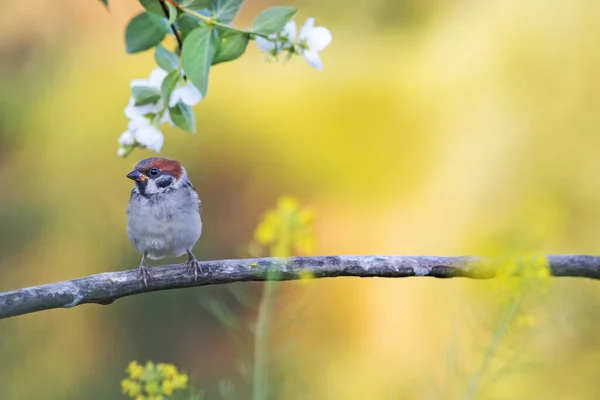 Kleiner Spatz inmitten eines blühenden Baumes — Stockfoto