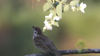 Serçe atlar ve çiçekli bir dala oturur.