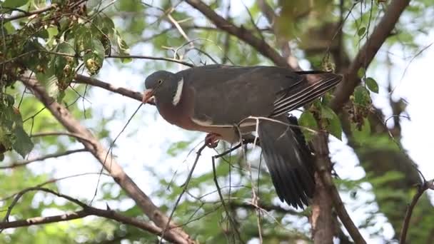 Pombo da floresta reúne material para o ninho — Vídeo de Stock