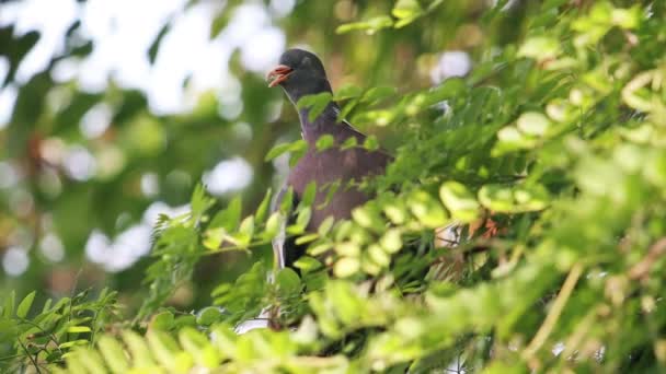 Forest pigeon hides from the heat in the shade of a tree — Stock Video