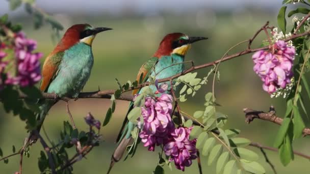 Par de pássaros do paraíso entre um ramo florescente — Vídeo de Stock