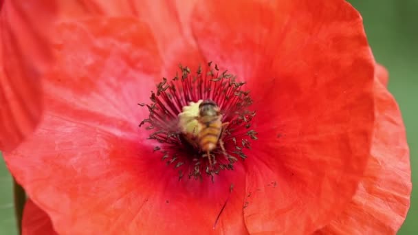 Včela létá blízko červeného máku zpomalený pohyb — Stock video
