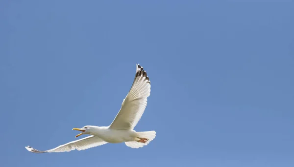 Gaviota vuela gritando a través del cielo — Foto de Stock