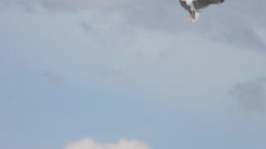 Martılar havada savaşır ve uçar.