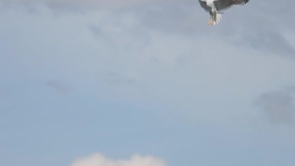 海鸥在空中打斗然后飞走了 — 图库视频影像