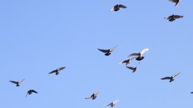 Batan güneşte uçan güvercin sürüsü