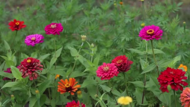 Beautiful multicolored autumn flowers slow motion — 图库视频影像