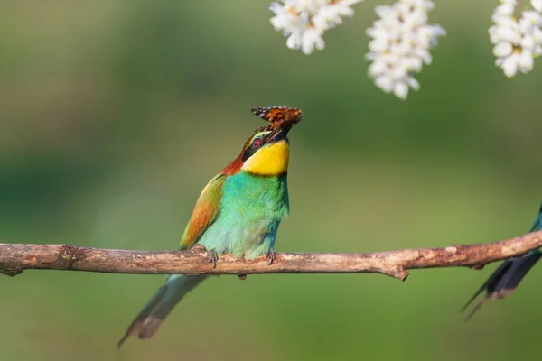 Pássaro do paraíso com uma borboleta em seu bico — Fotografia de Stock