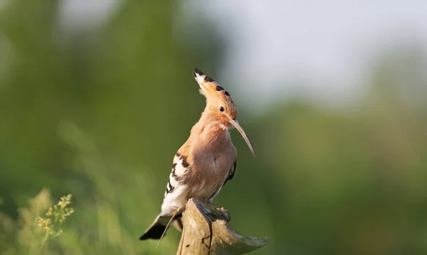 Hoopoe beautiful wild bird sitting on a branch — Stock Photo, Image