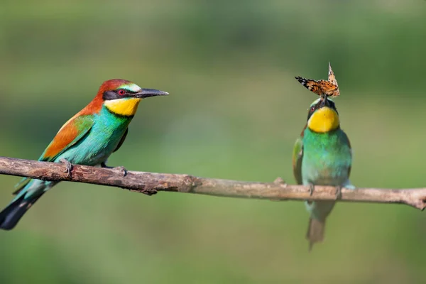 Pair of birds of paradise during courtship — Foto Stock
