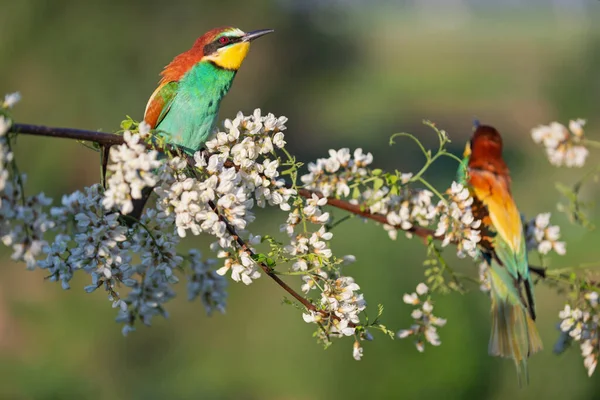 Par de pássaros do paraíso em um ramo florido — Fotografia de Stock