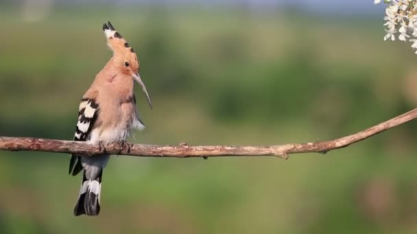 Hoopoe mooie wild vogel zingend op een bloeiende boom — Stockvideo