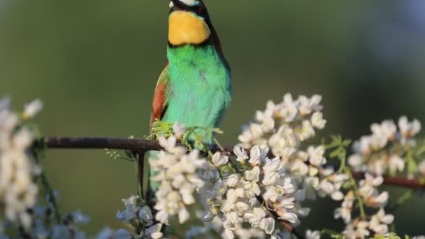 Пара райських птахів співають на квітковій гілці — стокове відео