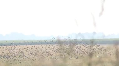 Sığırcıklar tarlanın üzerinde büyük bir sürü halinde uçarlar.