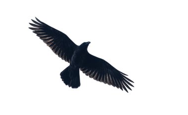 Siyah kuzgun beyaz arkaplanda izole edildi