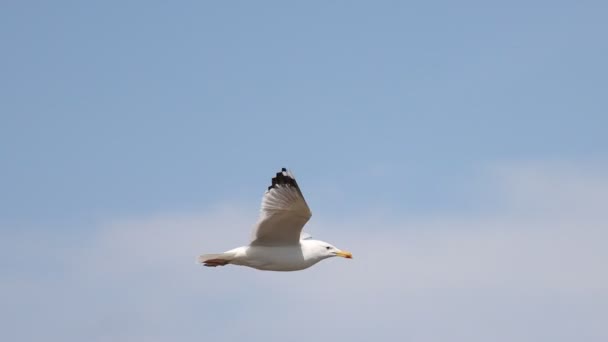 Mouette au ralenti volant à travers le ciel — Video