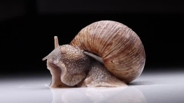 Snail pulls horns from a shell — Stock Video