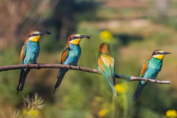 Oiseaux de paradis avec des insectes dans leurs becs — Photo