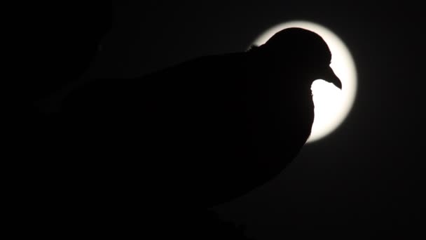 Porumbel în noapte pe fundalul lunii pline — Videoclip de stoc