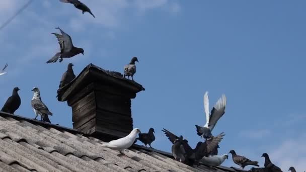 Pigeons assis sur le toit du ralenti — Video