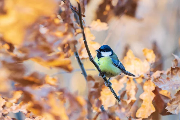 Красивая птица среди осенних листьев — стоковое фото