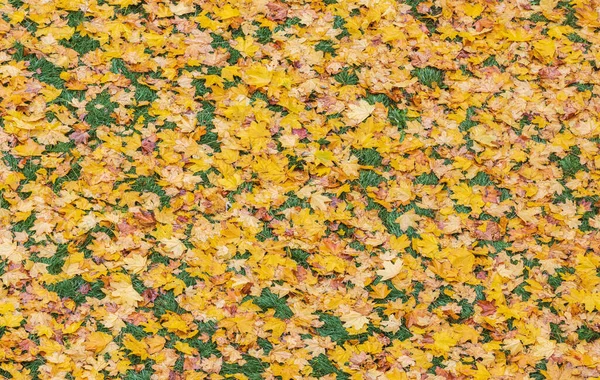 Herbst Blätter Teppich von oben gesehen — Stockfoto