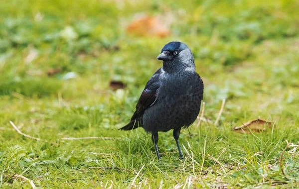 Fekete madár gyönyörű szemekkel — Stock Fotó