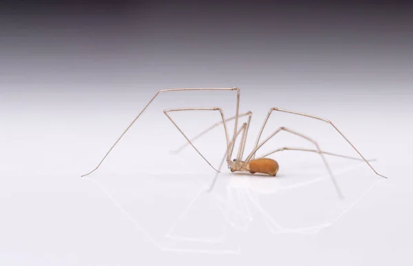 Beyaz arka planda ince uzun bacaklı örümcek. — Stok fotoğraf
