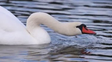 Beyaz kuğu gölün yüzeyinden su içer.
