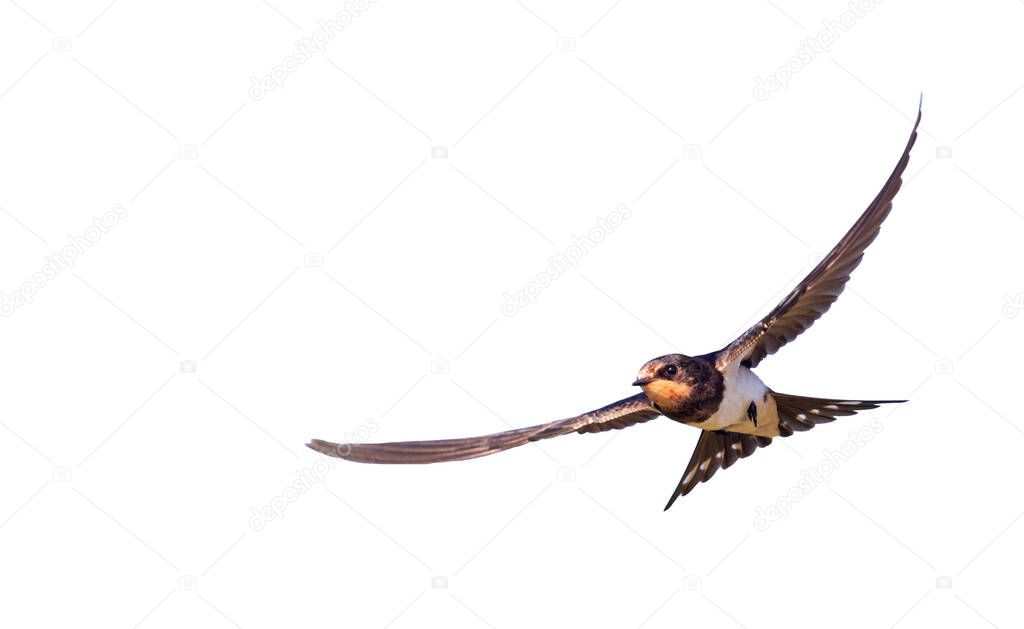 bird beautifully flies isolated on white background , barn swallow