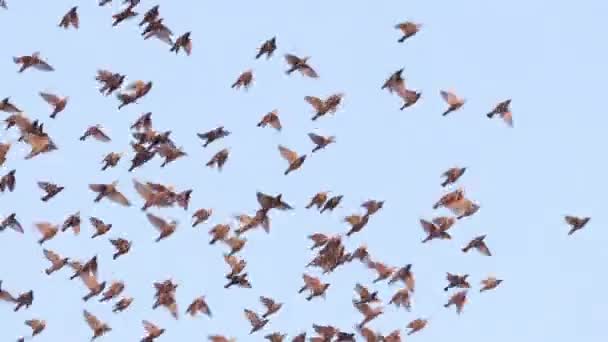 Oiseaux volent au ralenti dans les rayons du soleil couchant — Video