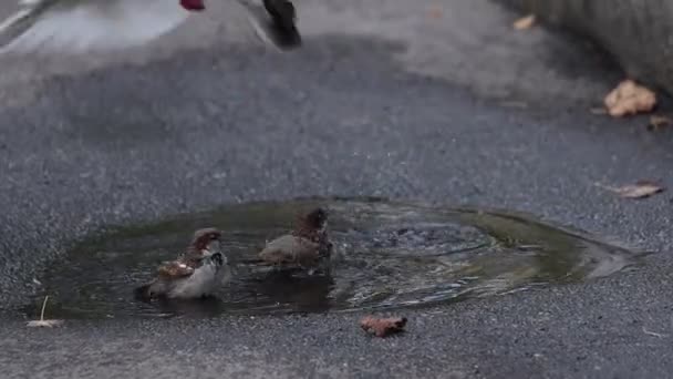 새 들은 흙탕물 속에서 헤엄치다가 날아가 버린다 — 비디오