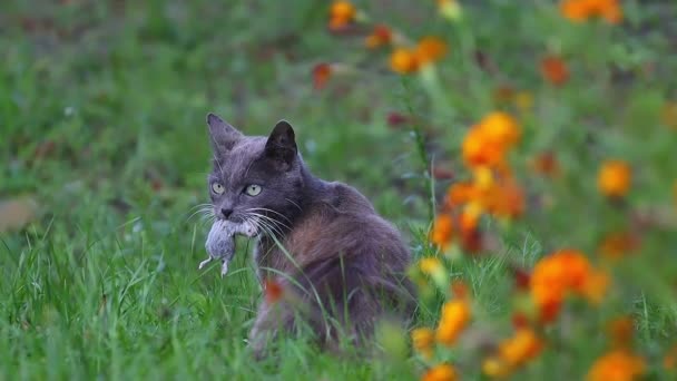 Katt med en mus i tänderna i höst färger — Stockvideo