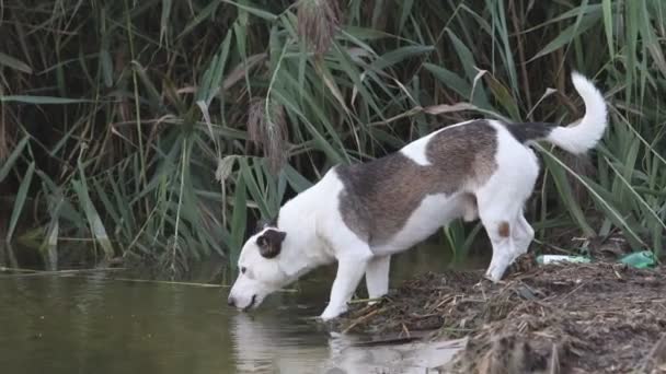 Pies pije wodę z rzeki — Wideo stockowe