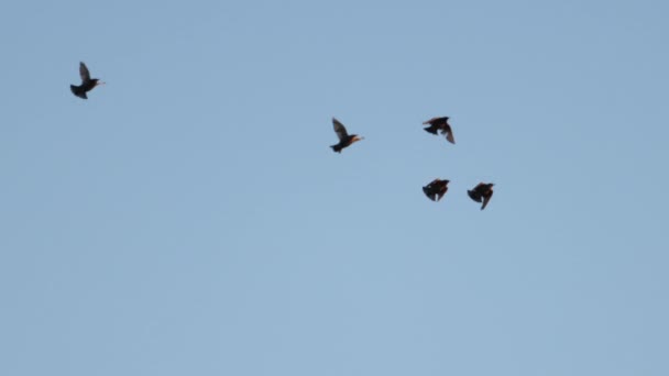 Bando de pássaros voa lindamente iluminado pelo sol — Vídeo de Stock