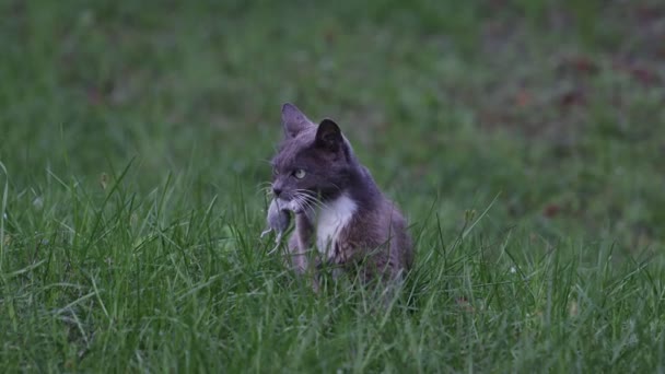 Farligaste rovdjuret är en katt med en mus i tänderna — Stockvideo