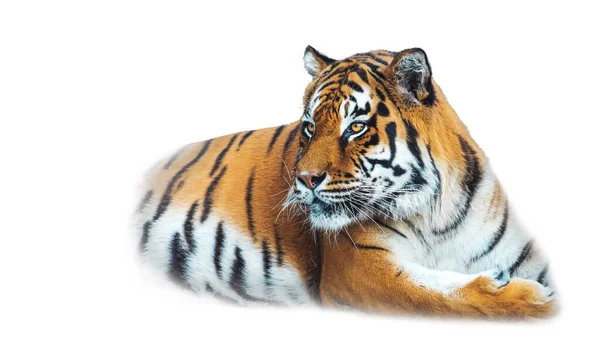 Tigris közelről elszigetelt fehér — Stock Fotó