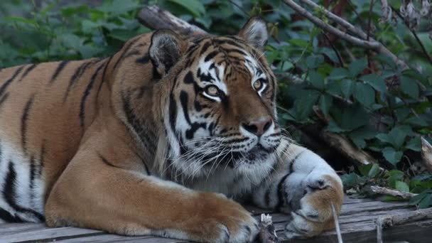 Tigre mira a la cámara con interés y frunce el ceño — Vídeos de Stock