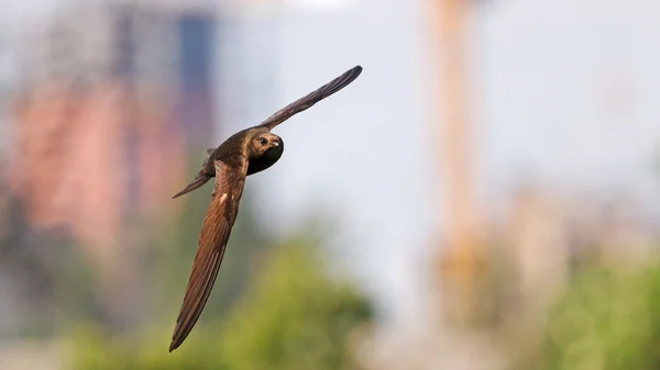 şehrin üzerinde uçan