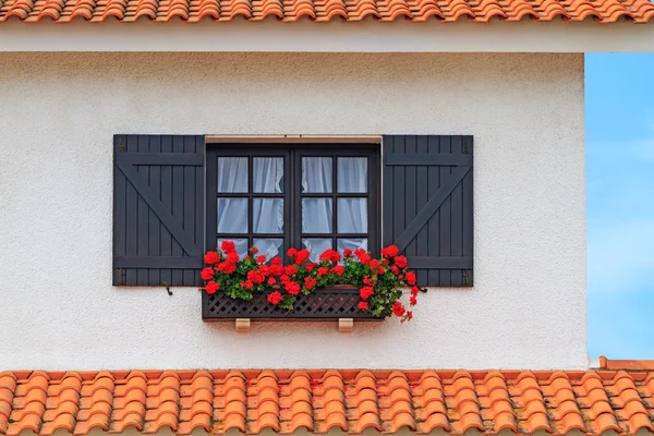 Window and flowers — Stock Photo, Image