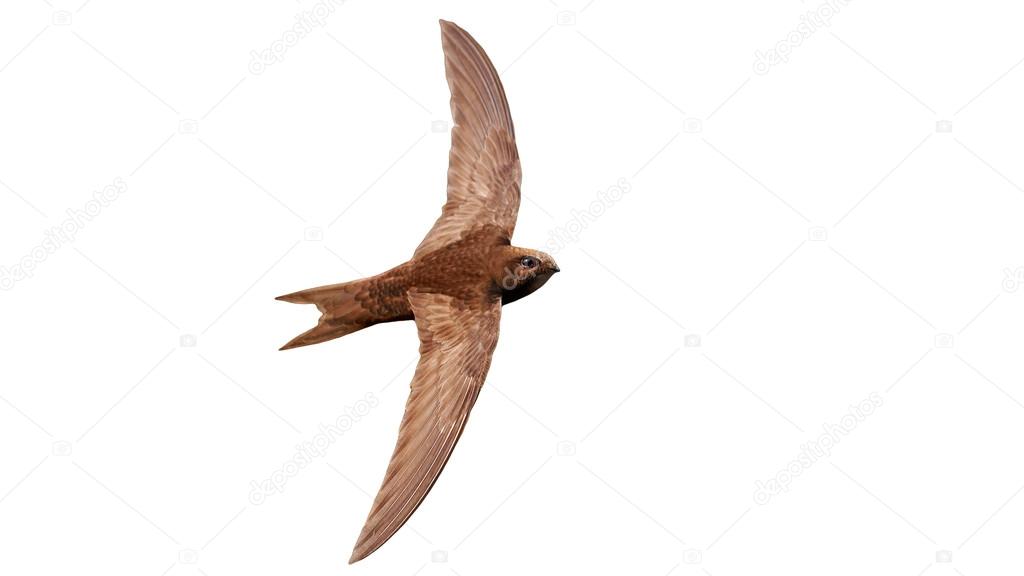 drakuliren