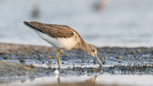 Společné večeře greenshank — Stock fotografie