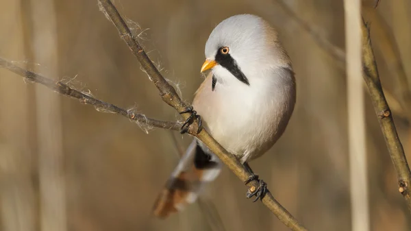 Skalbagge — Stockfoto