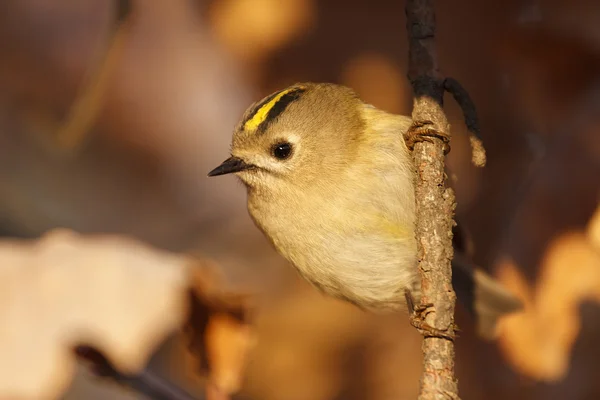 Porträt in den Blättern — Stockfoto