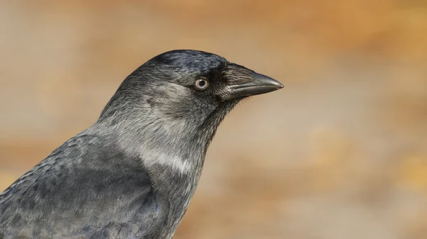 Dohlen im Porträt — Stockfoto