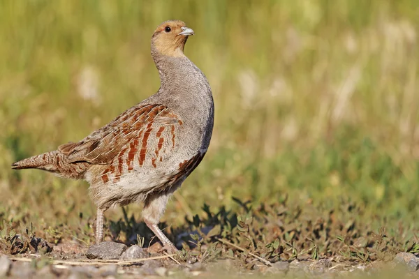 Gururlu — Stok fotoğraf