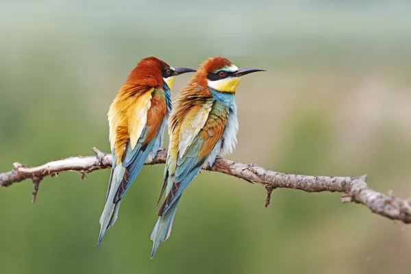 Pareja de color —  Fotos de Stock