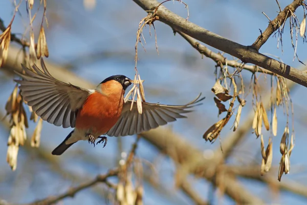 Winged — Stock Photo, Image