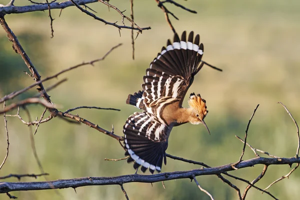 aspera ad astra başına