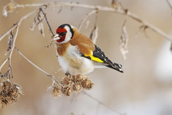 Oiseau Chardonneret élégant Avec Un Masque Rouge